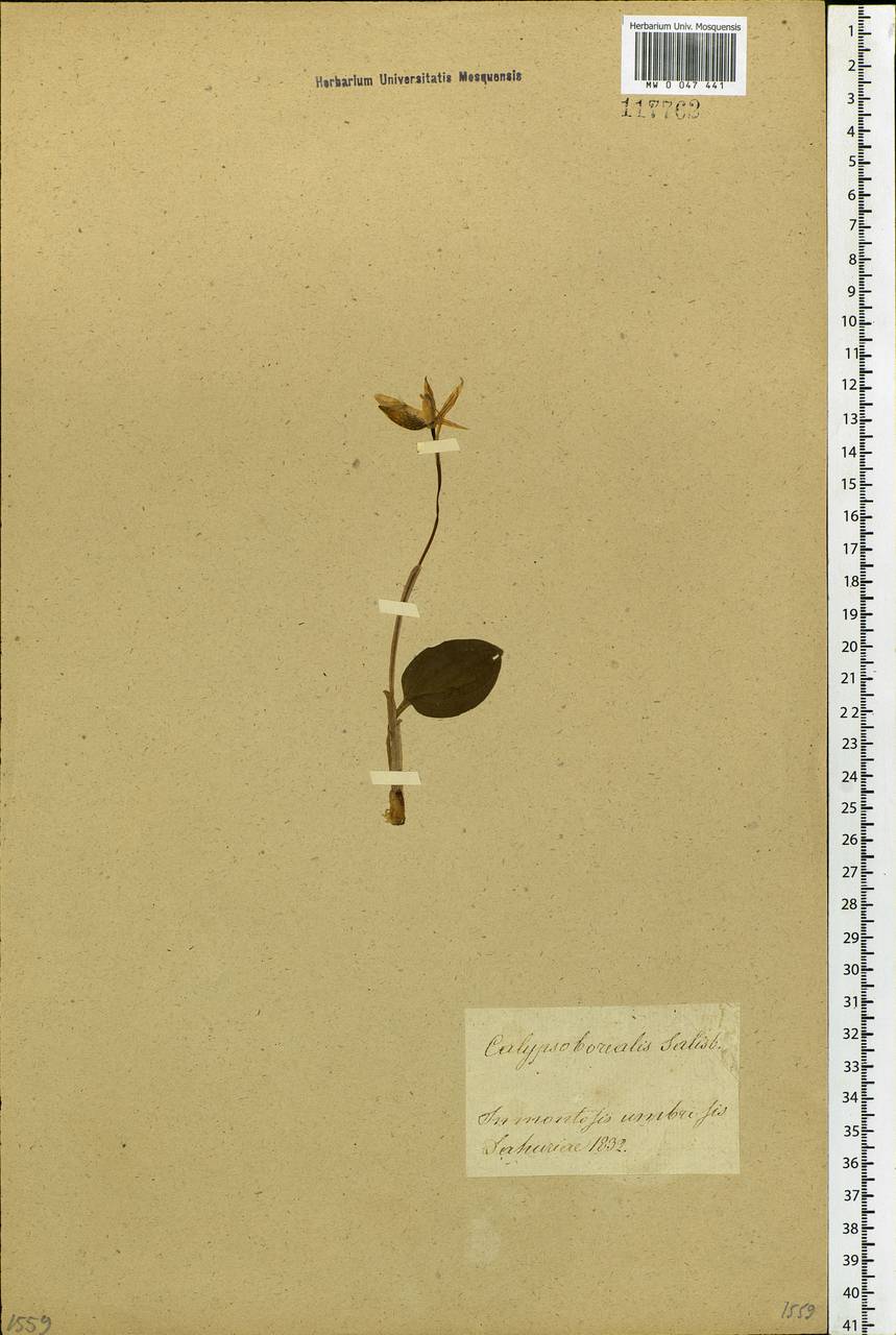 Calypso bulbosa (L.) Oakes, Siberia, Baikal & Transbaikal region (S4) (Russia)