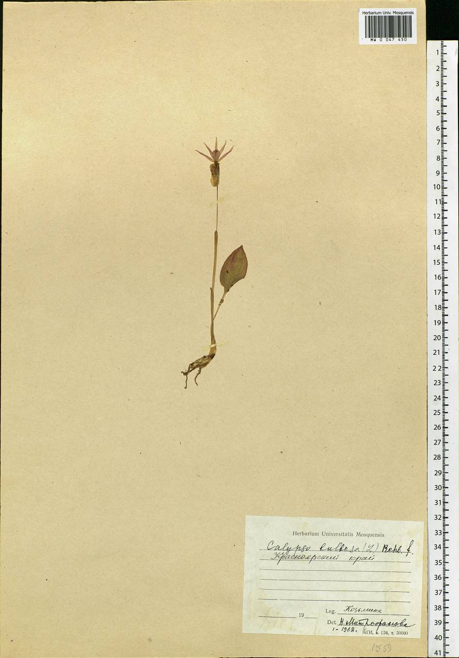 Calypso bulbosa (L.) Oakes, Siberia, Altai & Sayany Mountains (S2) (Russia)