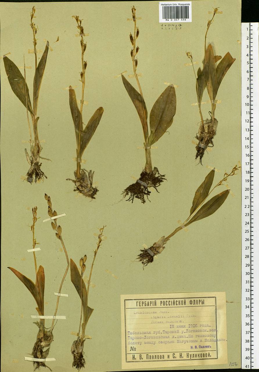 Liparis loeselii (L.) Rich., Siberia, Western Siberia (S1) (Russia)