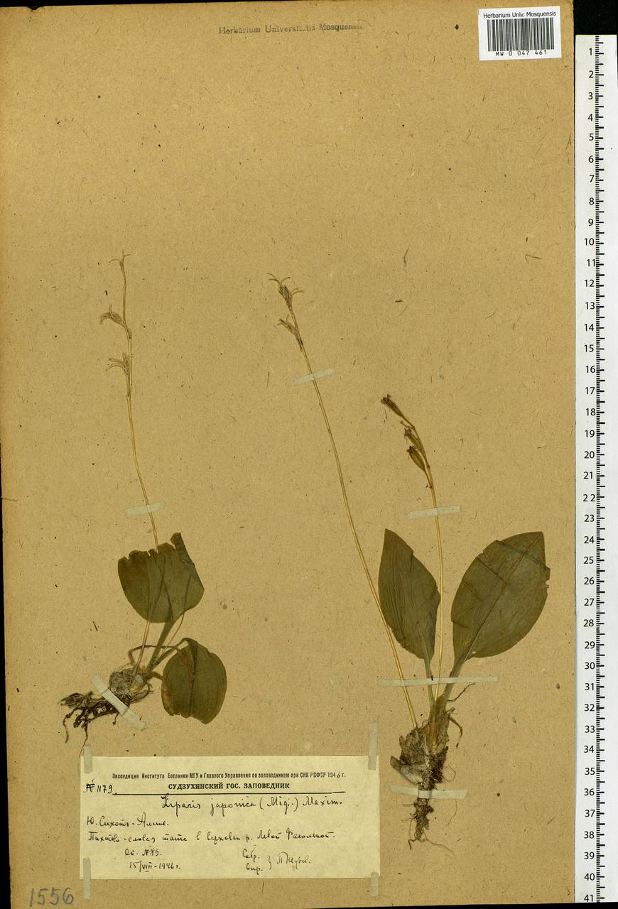 Liparis campylostalix Rchb.f., Siberia, Russian Far East (S6) (Russia)
