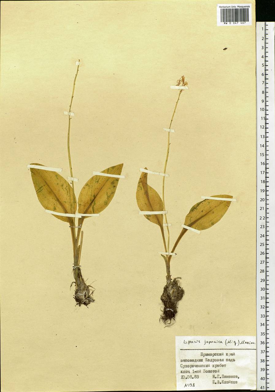 Malaxis monophyllos var. monophyllos, Siberia, Russian Far East (S6) (Russia)
