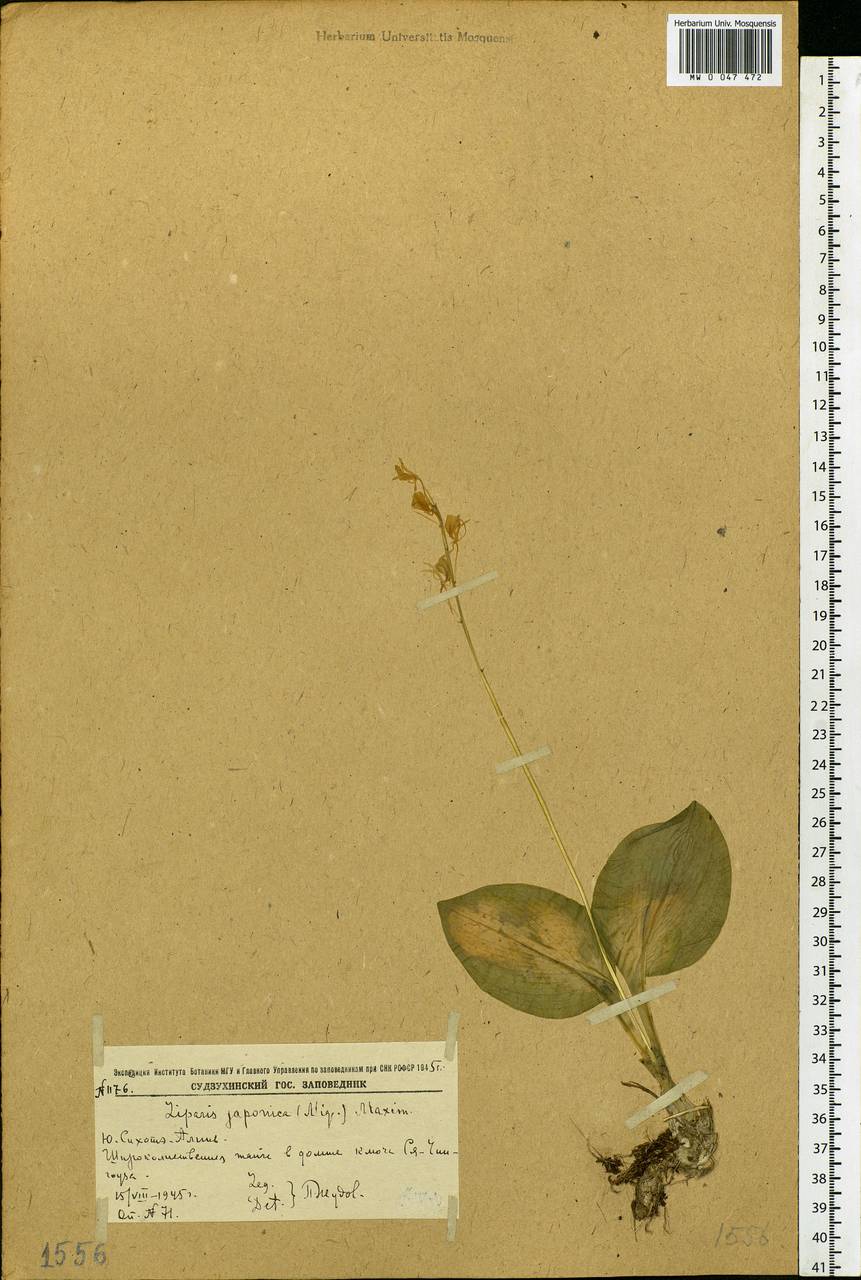 Malaxis monophyllos var. monophyllos, Siberia, Russian Far East (S6) (Russia)