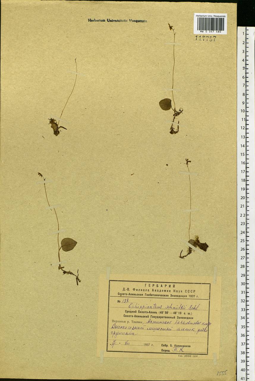 Ephippianthus sachalinensis Rchb.f., Siberia, Russian Far East (S6) (Russia)