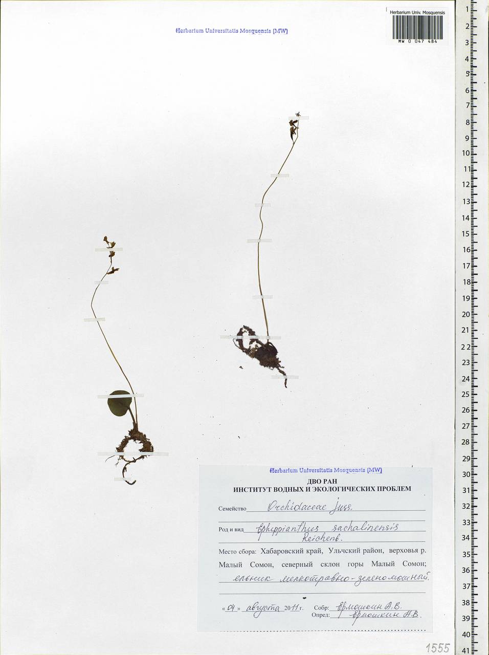 Ephippianthus sachalinensis Rchb.f., Siberia, Russian Far East (S6) (Russia)