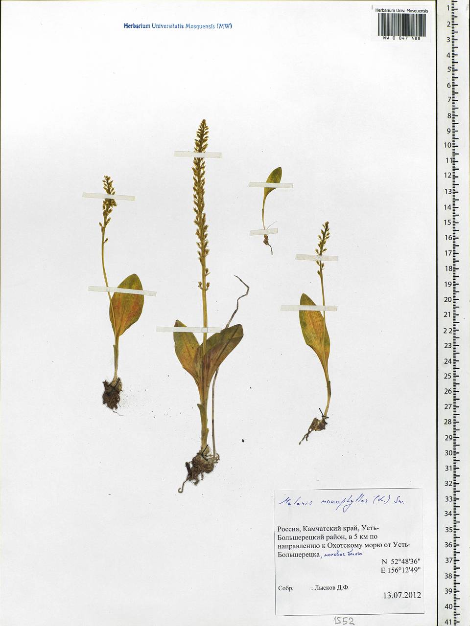 Malaxis monophyllos (L.) Sw., Siberia, Chukotka & Kamchatka (S7) (Russia)