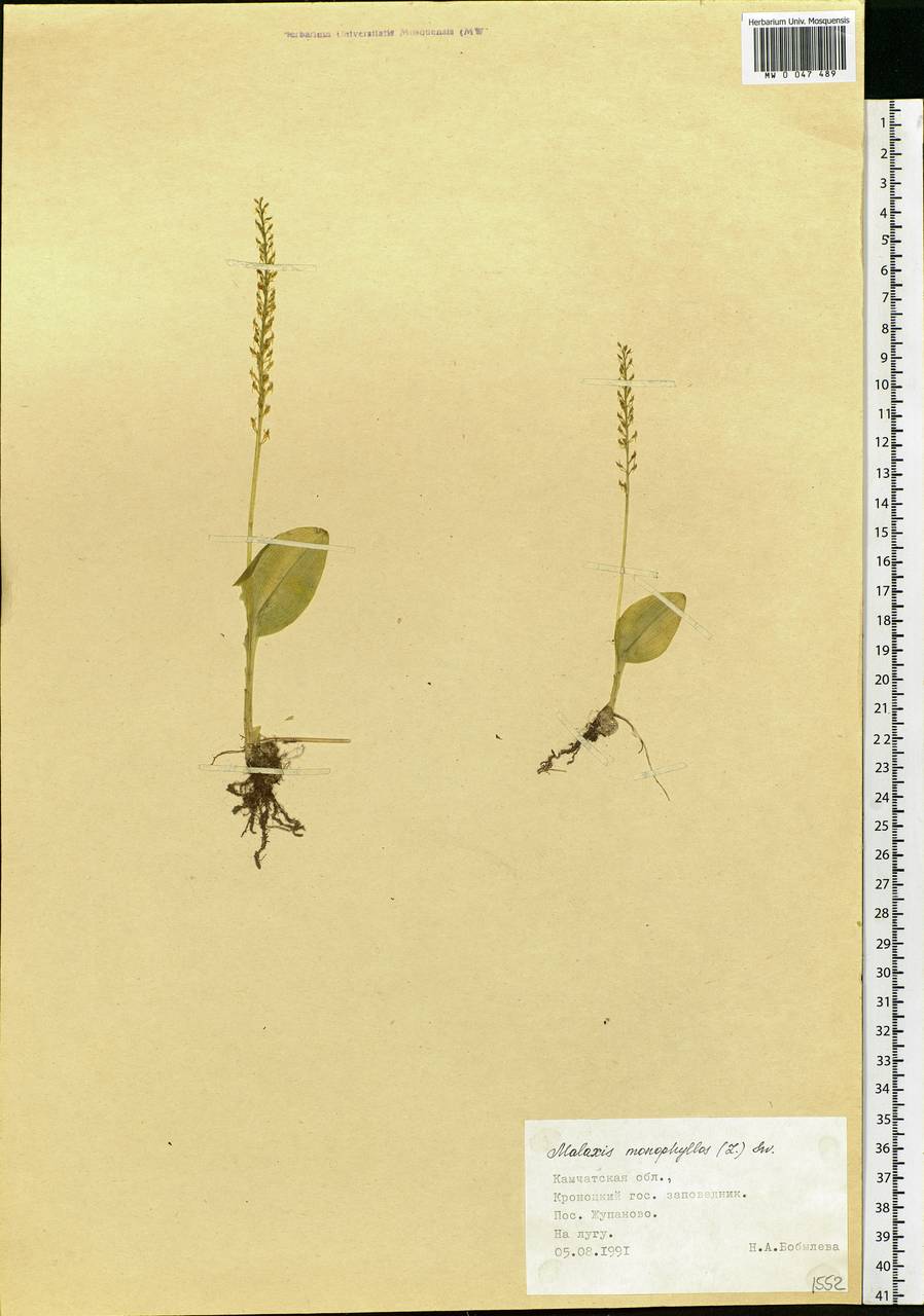 Malaxis monophyllos (L.) Sw., Siberia, Chukotka & Kamchatka (S7) (Russia)
