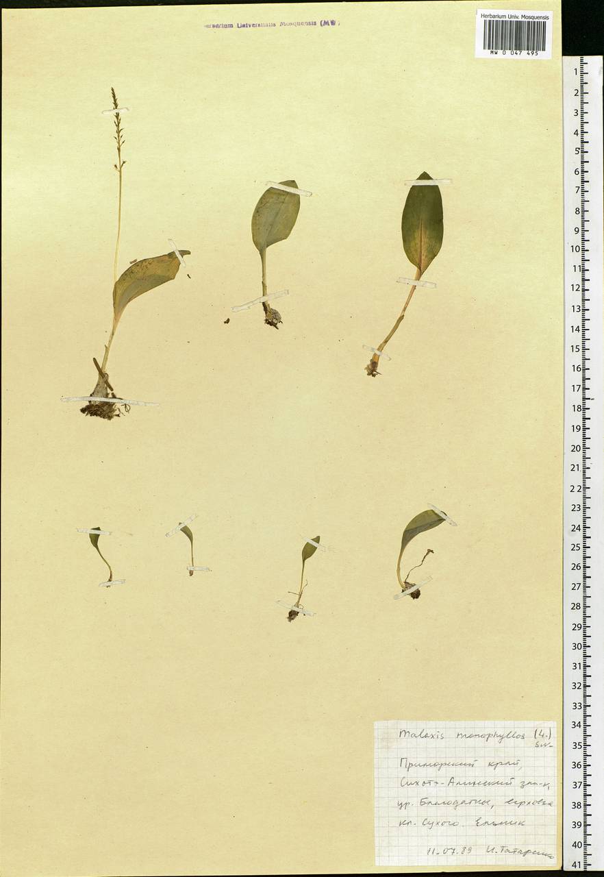 Malaxis monophyllos (L.) Sw., Siberia, Russian Far East (S6) (Russia)