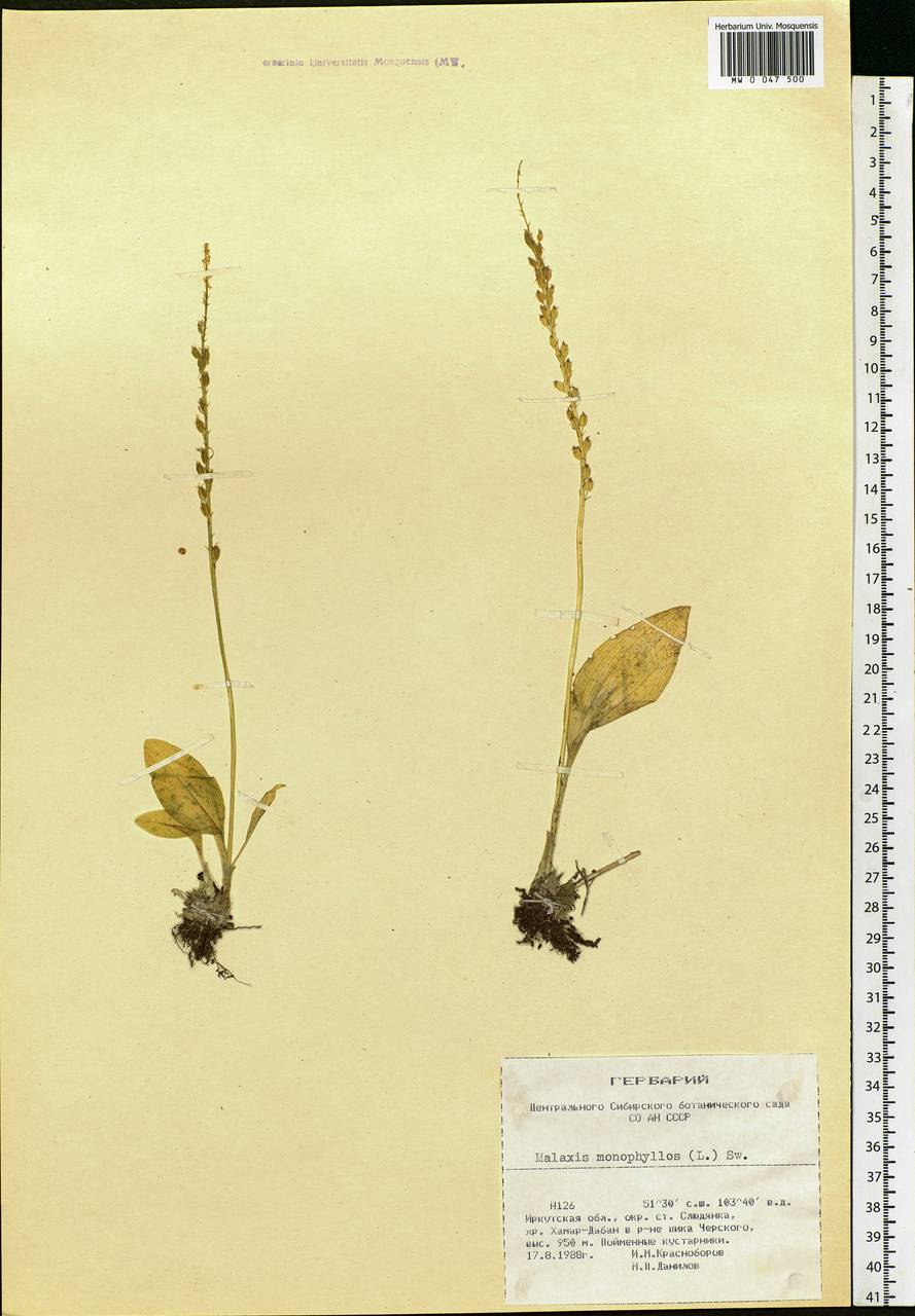 Malaxis monophyllos (L.) Sw., Siberia, Baikal & Transbaikal region (S4) (Russia)