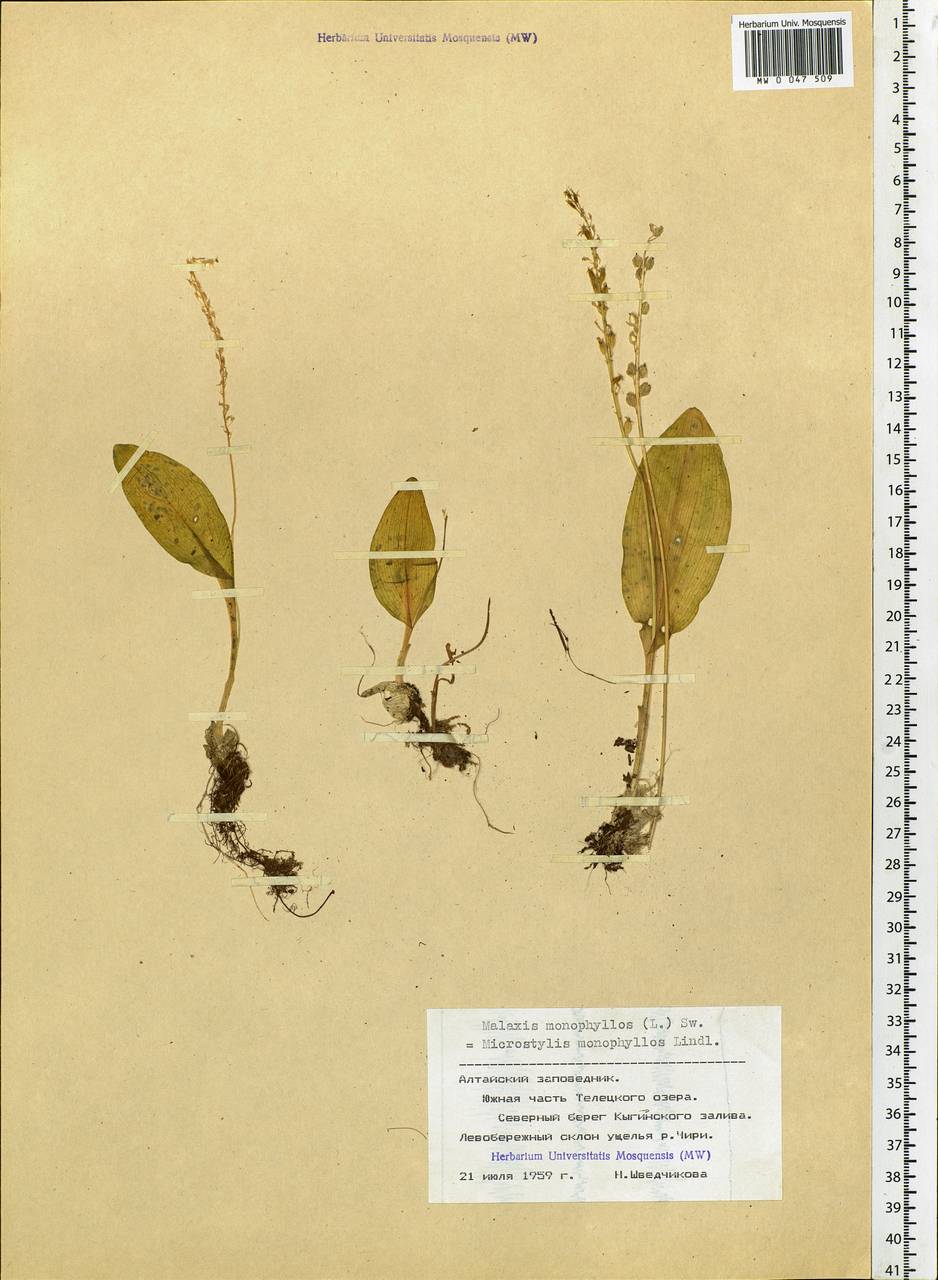 Malaxis monophyllos (L.) Sw., Siberia, Altai & Sayany Mountains (S2) (Russia)