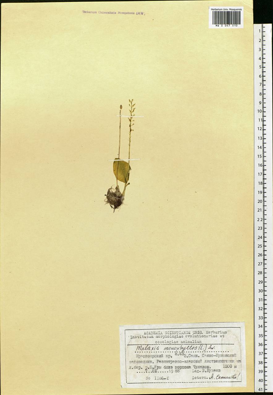 Malaxis monophyllos (L.) Sw., Siberia, Altai & Sayany Mountains (S2) (Russia)