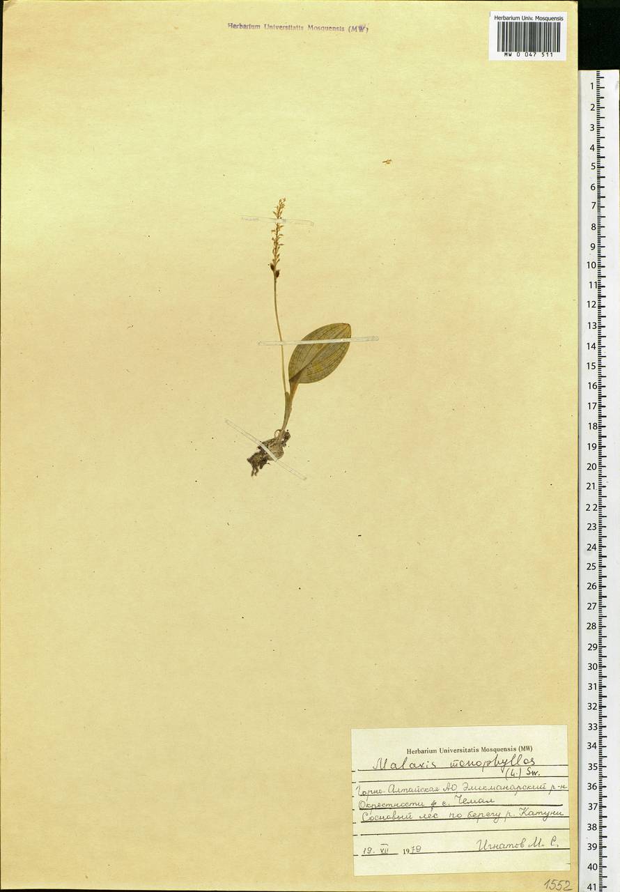 Malaxis monophyllos (L.) Sw., Siberia, Altai & Sayany Mountains (S2) (Russia)