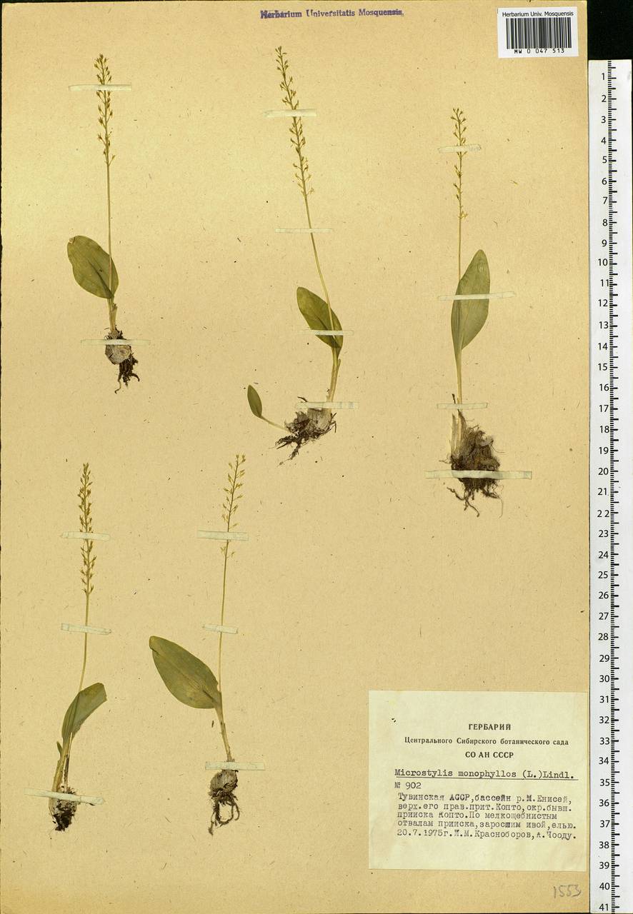 Malaxis monophyllos (L.) Sw., Siberia, Altai & Sayany Mountains (S2) (Russia)