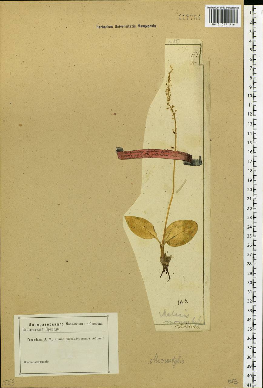 Malaxis monophyllos (L.) Sw., Siberia, Western Siberia (S1) (Russia)