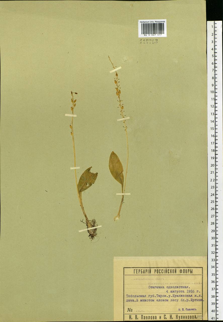 Malaxis monophyllos (L.) Sw., Siberia, Western Siberia (S1) (Russia)