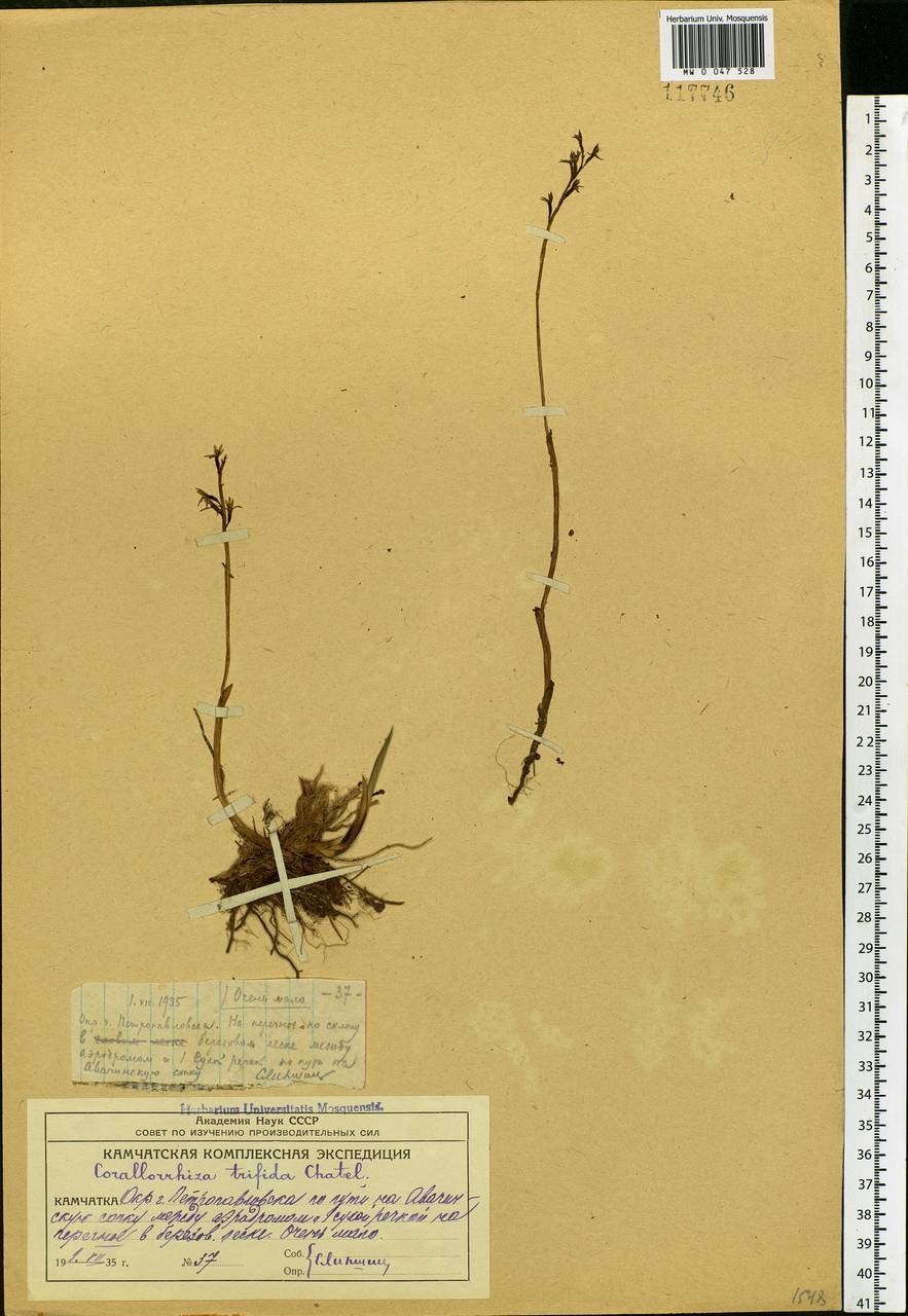 Corallorhiza trifida Châtel., Siberia, Chukotka & Kamchatka (S7) (Russia)