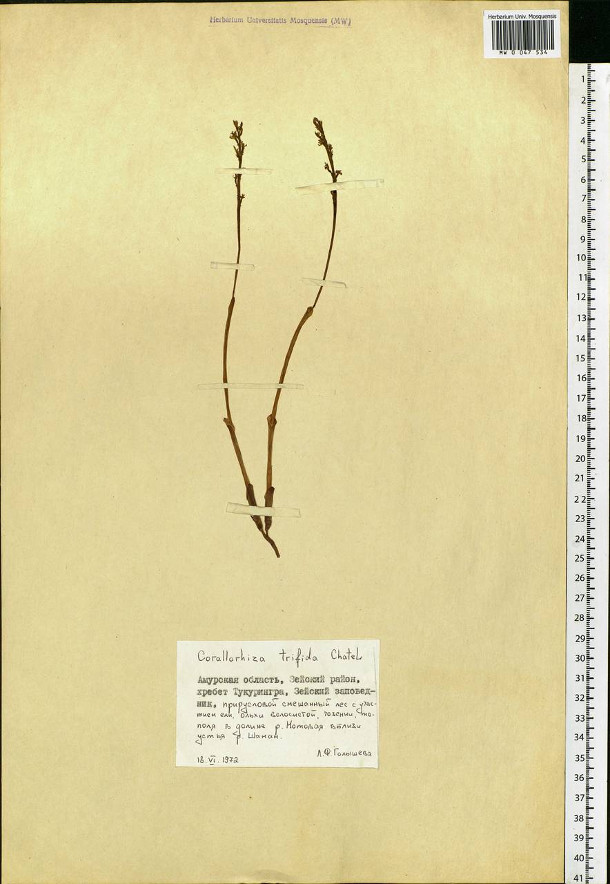 Corallorhiza trifida Châtel., Siberia, Russian Far East (S6) (Russia)