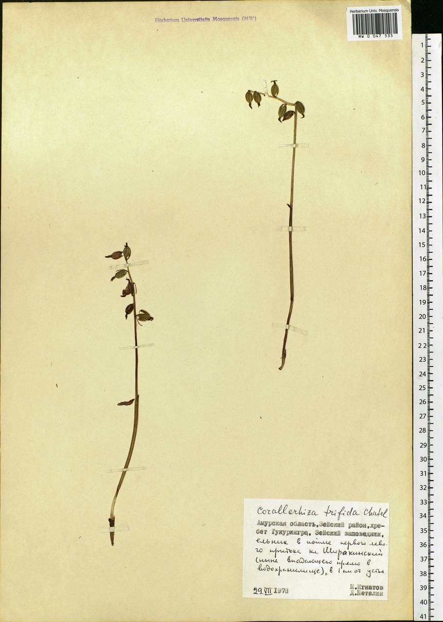 Corallorhiza trifida Châtel., Siberia, Russian Far East (S6) (Russia)
