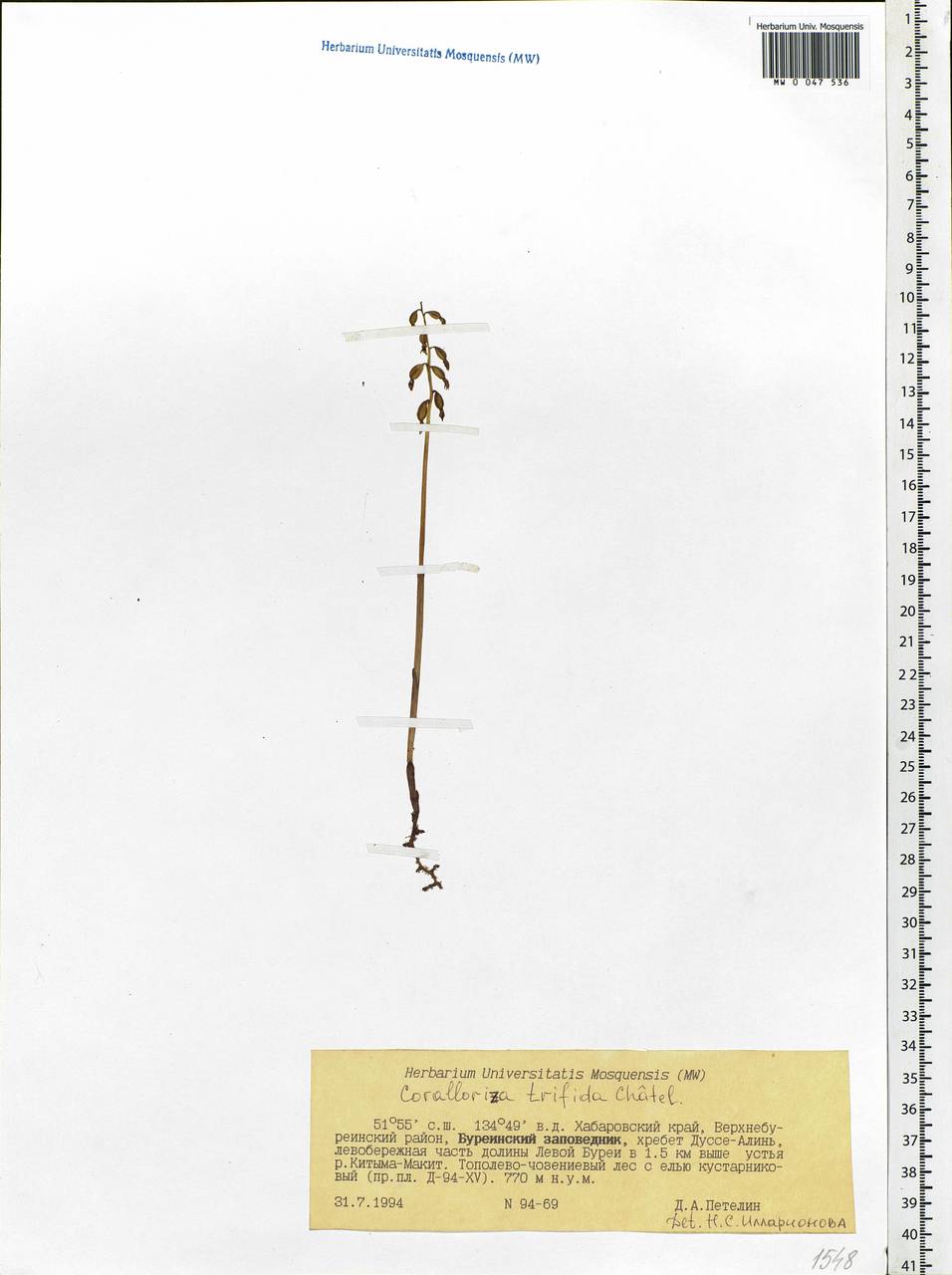 Corallorhiza trifida Châtel., Siberia, Russian Far East (S6) (Russia)