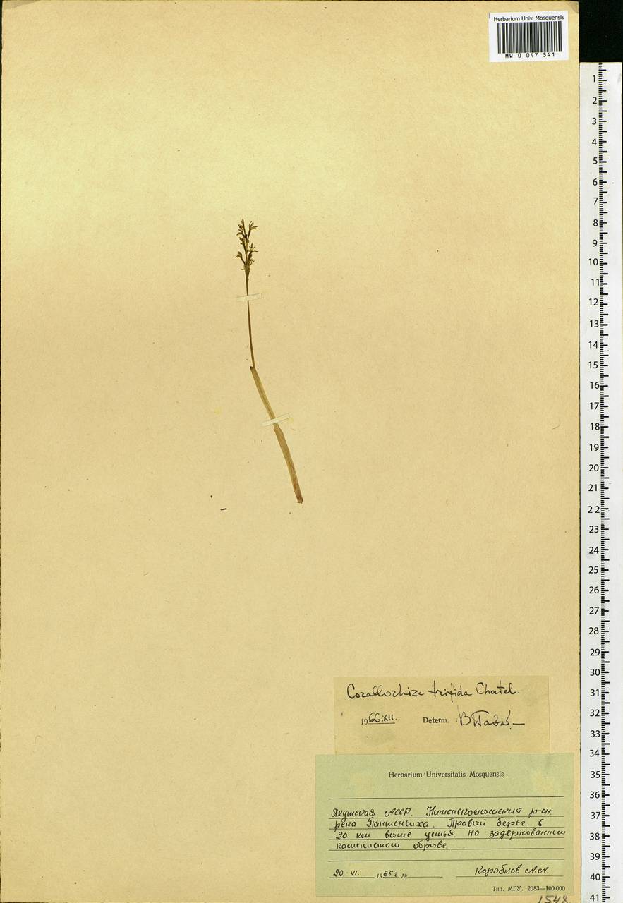 Corallorhiza trifida Châtel., Siberia, Yakutia (S5) (Russia)