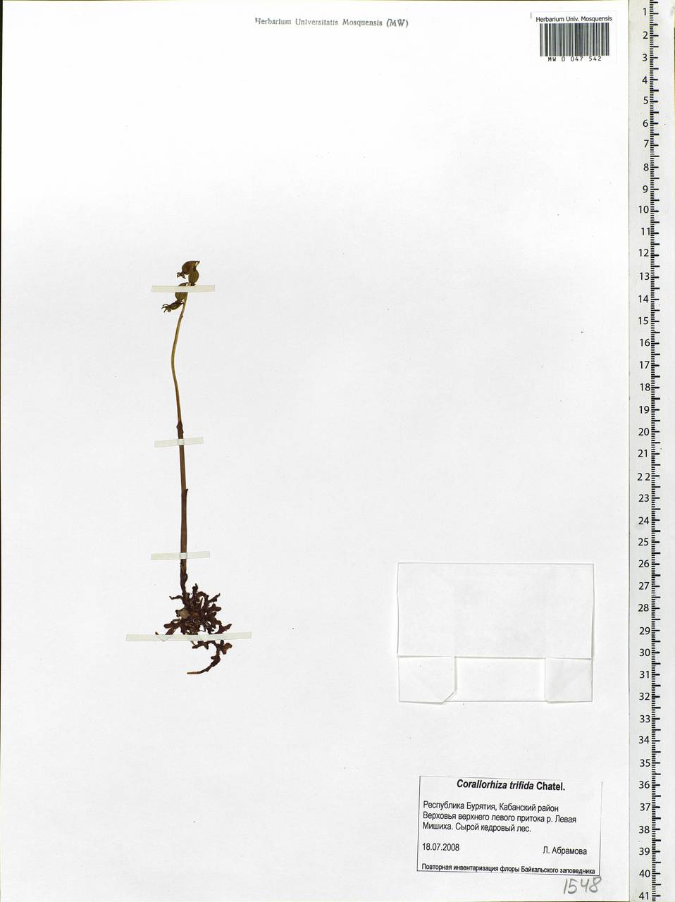 Corallorhiza trifida Châtel., Siberia, Baikal & Transbaikal region (S4) (Russia)