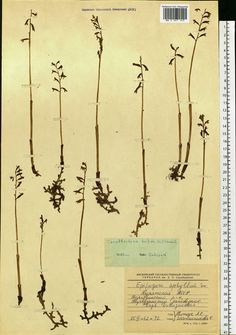 Corallorhiza trifida Châtel., Siberia, Baikal & Transbaikal region (S4) (Russia)