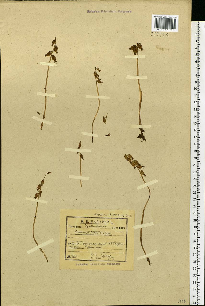 Corallorhiza trifida Châtel., Siberia, Baikal & Transbaikal region (S4) (Russia)