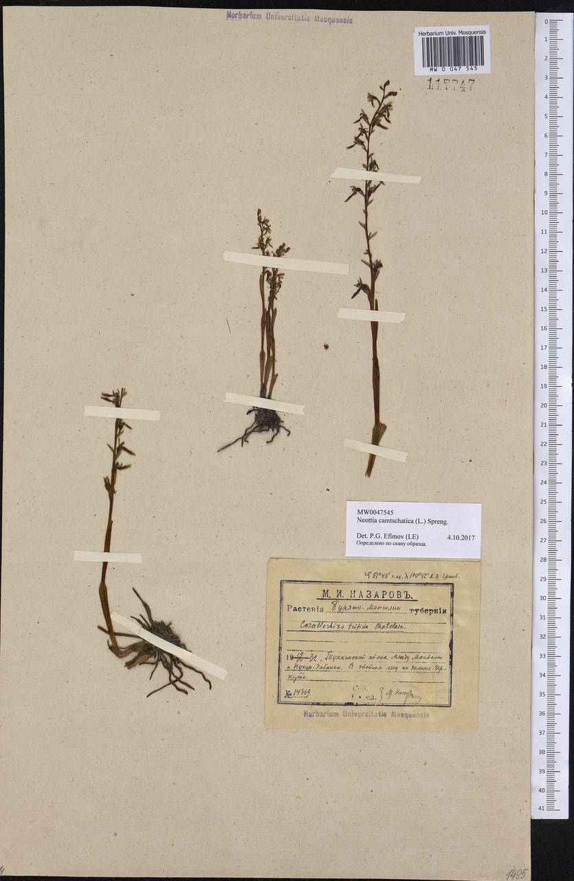Neottia camtschatea (L.) Rchb.f., Siberia, Baikal & Transbaikal region (S4) (Russia)