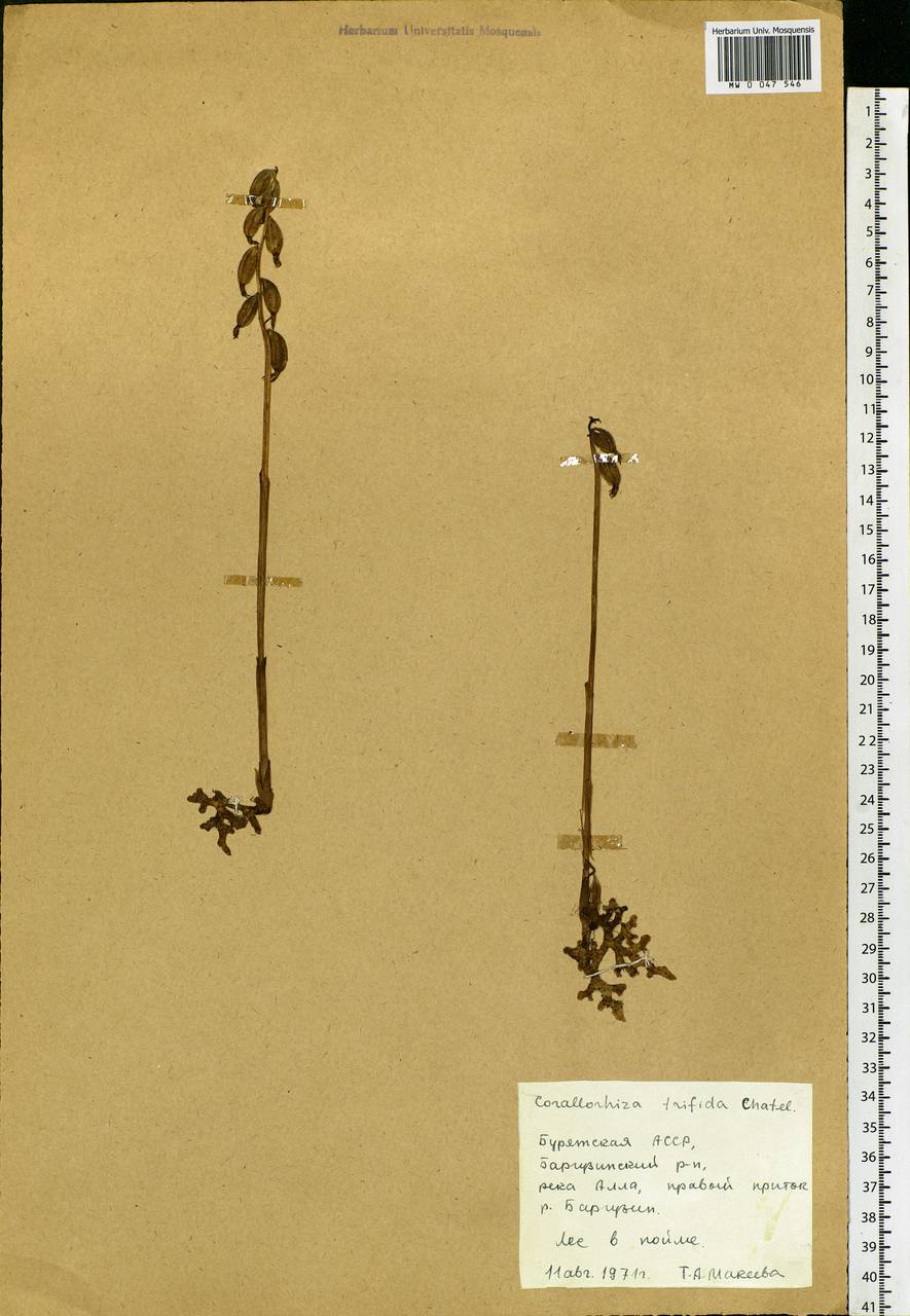 Corallorhiza trifida Châtel., Siberia, Baikal & Transbaikal region (S4) (Russia)