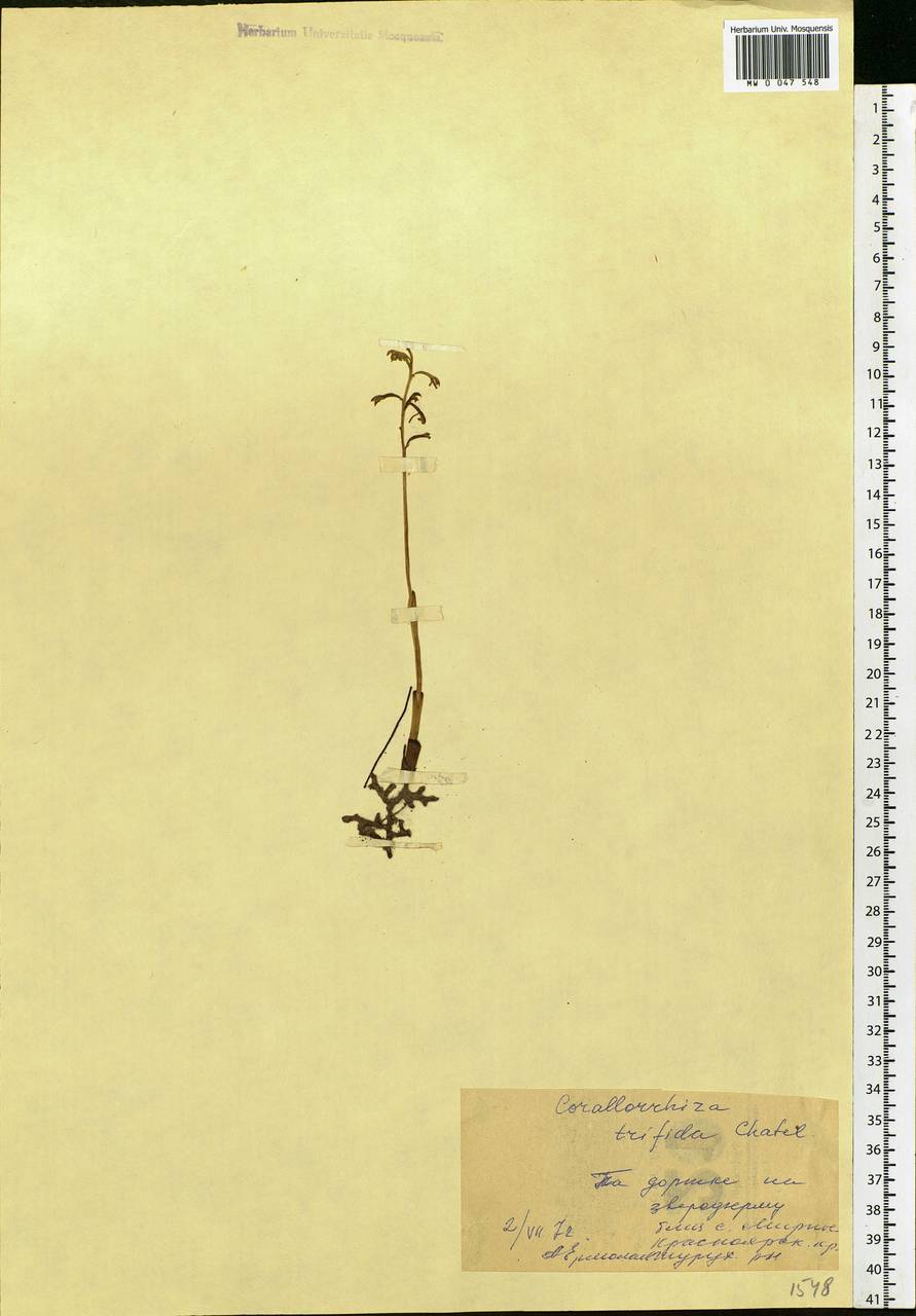 Corallorhiza trifida Châtel., Siberia, Central Siberia (S3) (Russia)