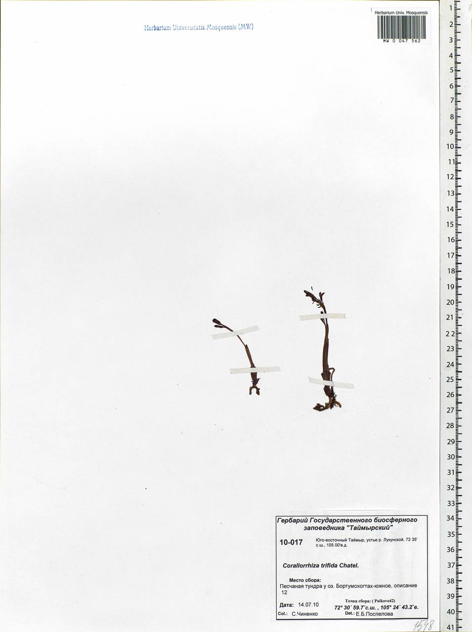 Corallorhiza trifida Châtel., Siberia, Central Siberia (S3) (Russia)