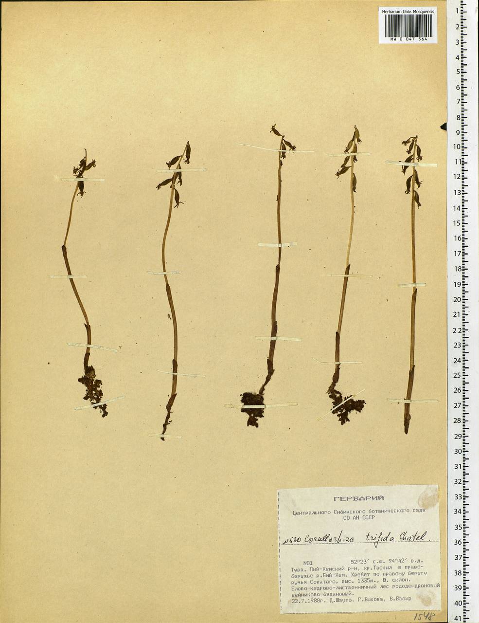 Corallorhiza trifida Châtel., Siberia, Altai & Sayany Mountains (S2) (Russia)