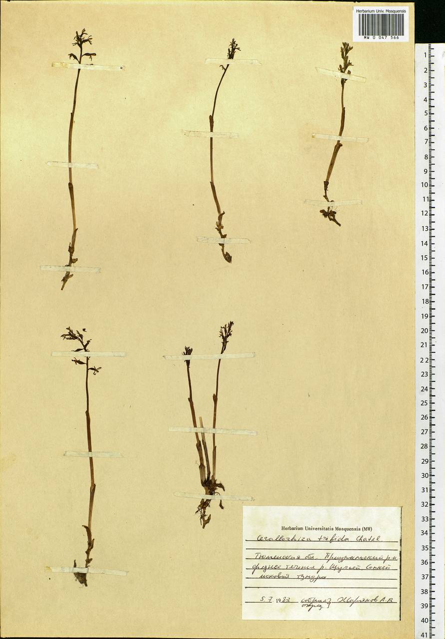 Corallorhiza trifida Châtel., Siberia, Western Siberia (S1) (Russia)