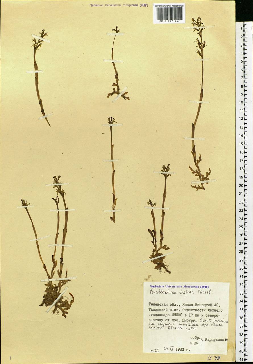 Corallorhiza trifida Châtel., Siberia, Western Siberia (S1) (Russia)