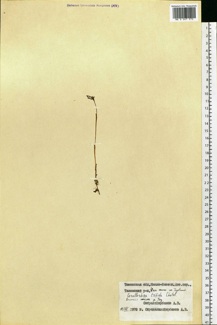 Corallorhiza trifida Châtel., Siberia, Western Siberia (S1) (Russia)