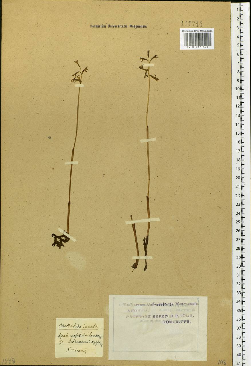 Corallorhiza trifida Châtel., Siberia, Western Siberia (S1) (Russia)