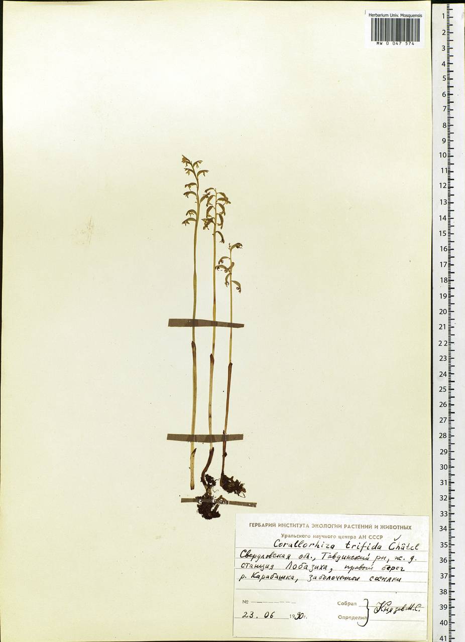 Corallorhiza trifida Châtel., Eastern Europe, Eastern region (E10) (Russia)