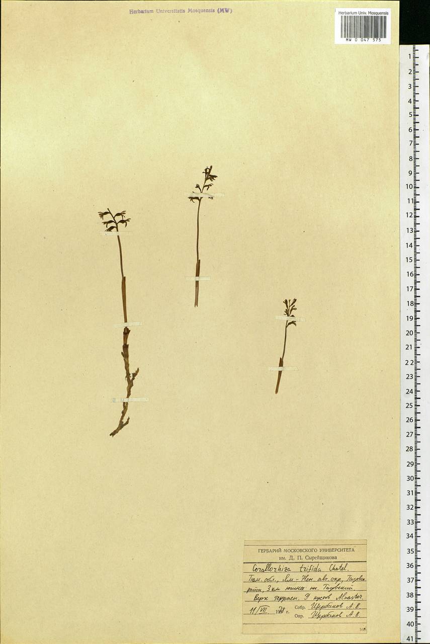 Corallorhiza trifida Châtel., Siberia, Western Siberia (S1) (Russia)