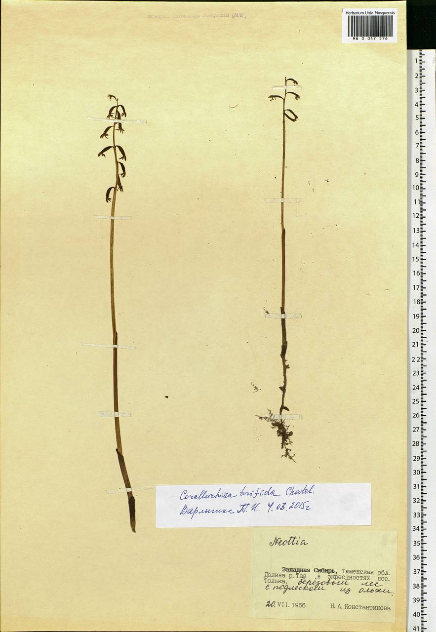 Corallorhiza trifida Châtel., Siberia, Western Siberia (S1) (Russia)