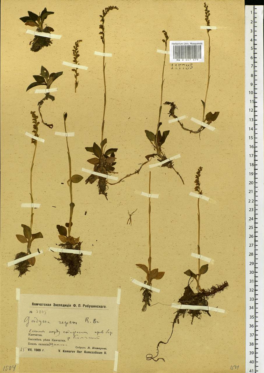 Goodyera repens (L.) R.Br., Siberia, Chukotka & Kamchatka (S7) (Russia)