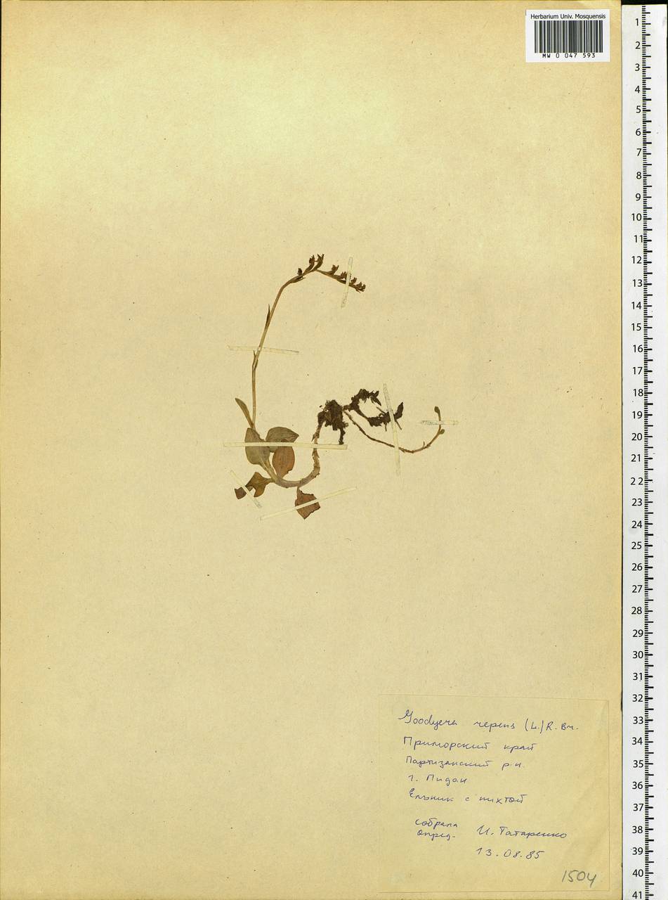 Goodyera repens (L.) R.Br., Siberia, Russian Far East (S6) (Russia)