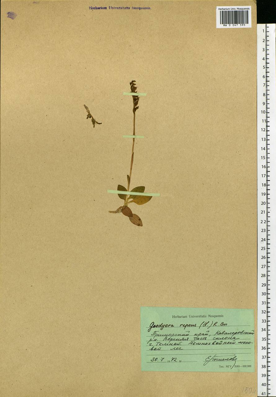 Goodyera repens (L.) R.Br., Siberia, Russian Far East (S6) (Russia)