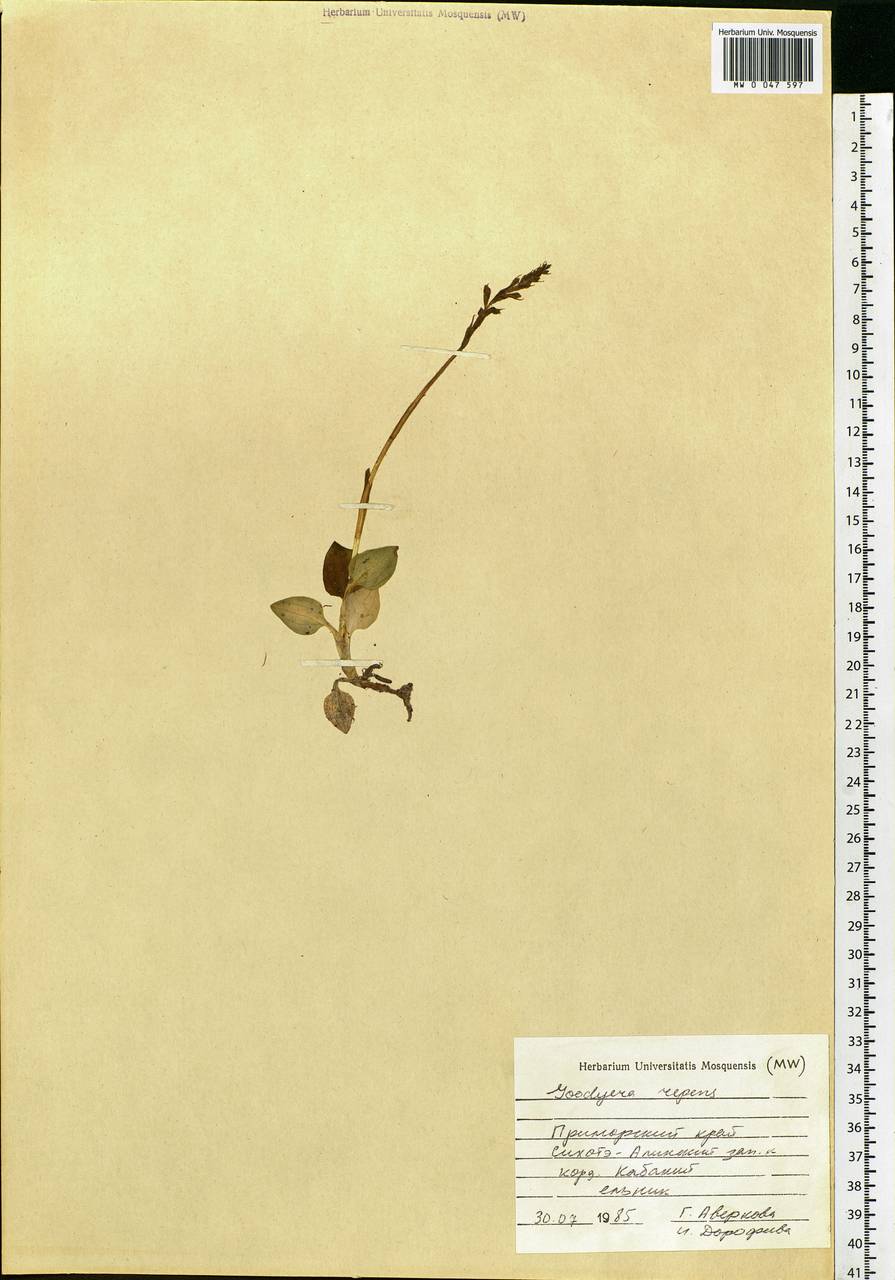 Goodyera repens (L.) R.Br., Siberia, Russian Far East (S6) (Russia)