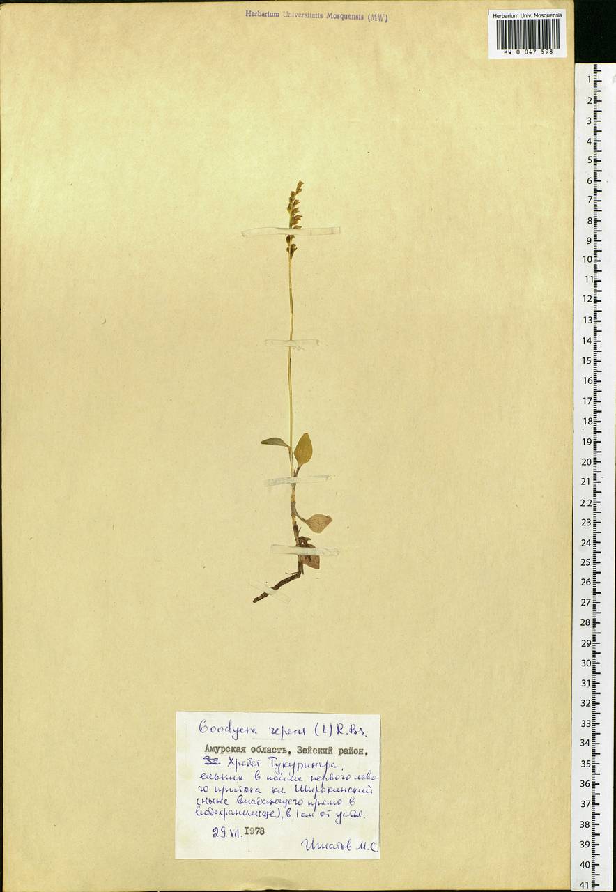 Goodyera repens (L.) R.Br., Siberia, Russian Far East (S6) (Russia)