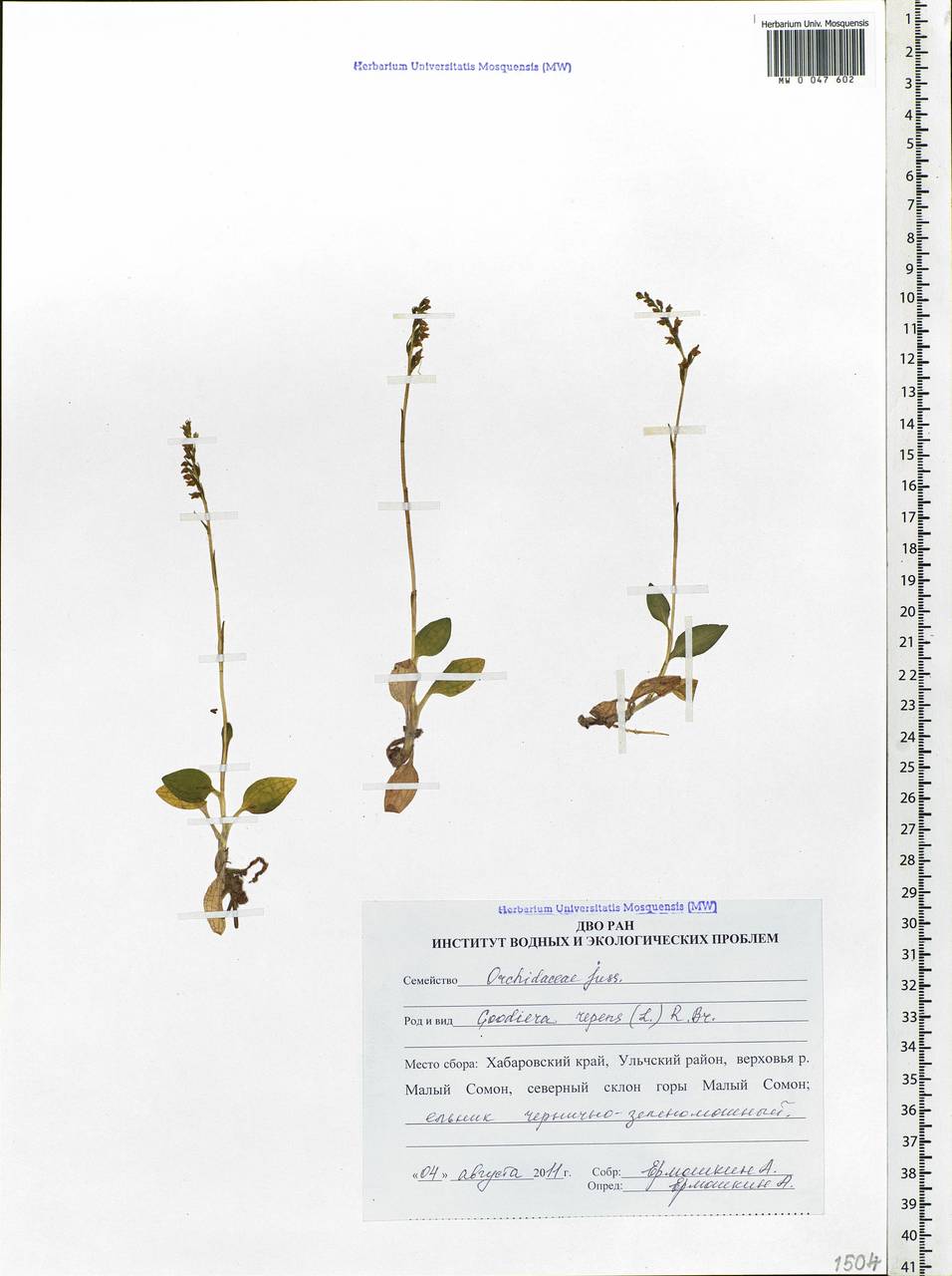 Goodyera repens (L.) R.Br., Siberia, Russian Far East (S6) (Russia)