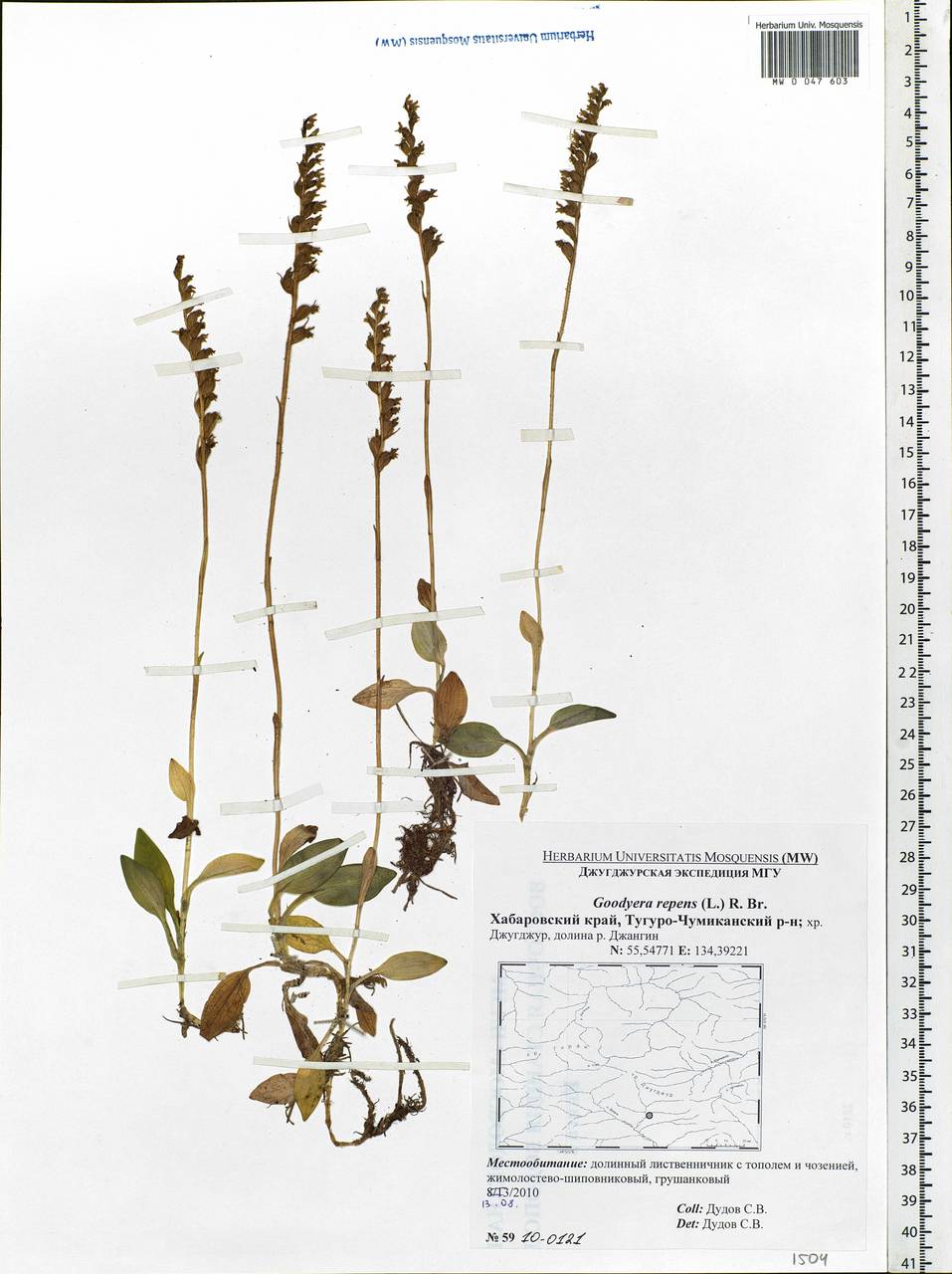 Goodyera repens (L.) R.Br., Siberia, Russian Far East (S6) (Russia)