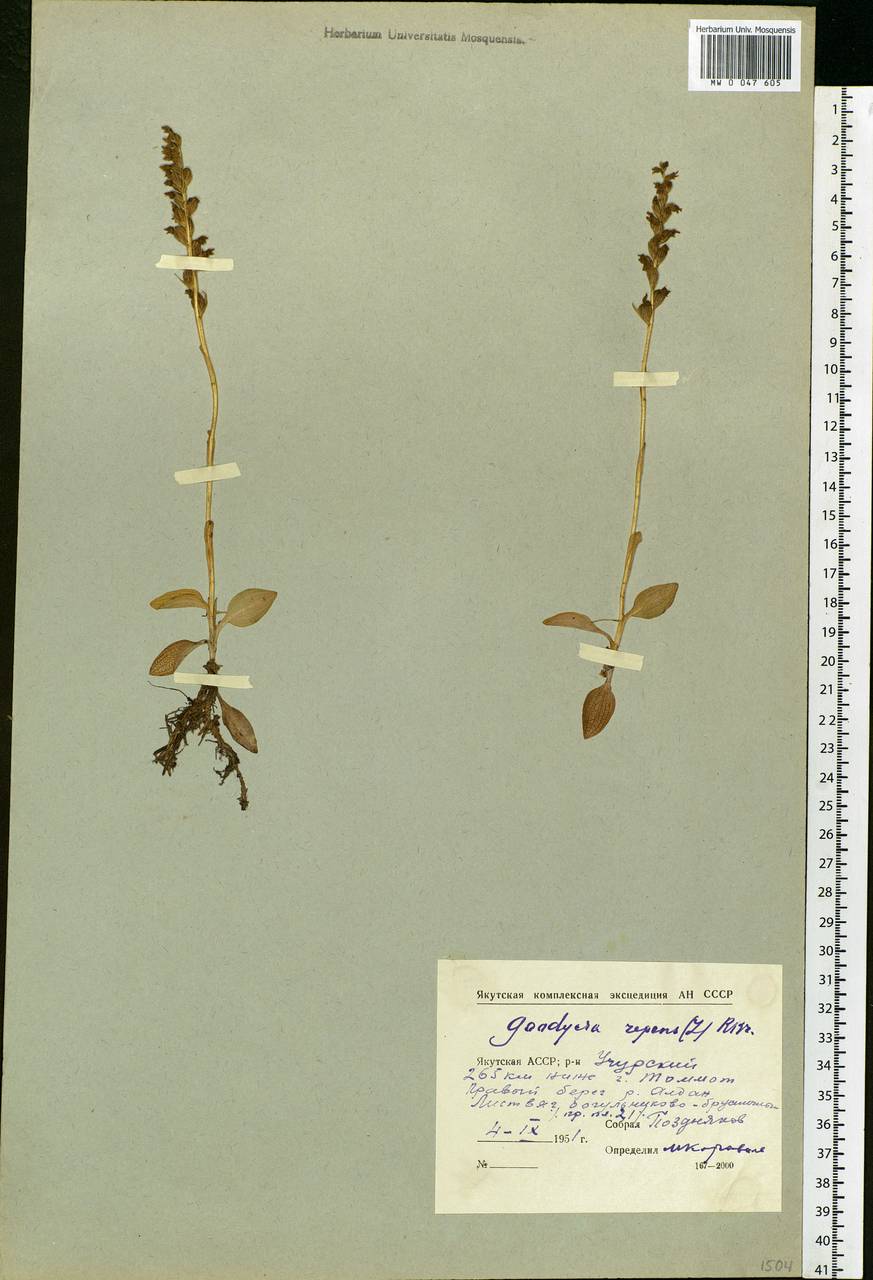 Goodyera repens (L.) R.Br., Siberia, Yakutia (S5) (Russia)