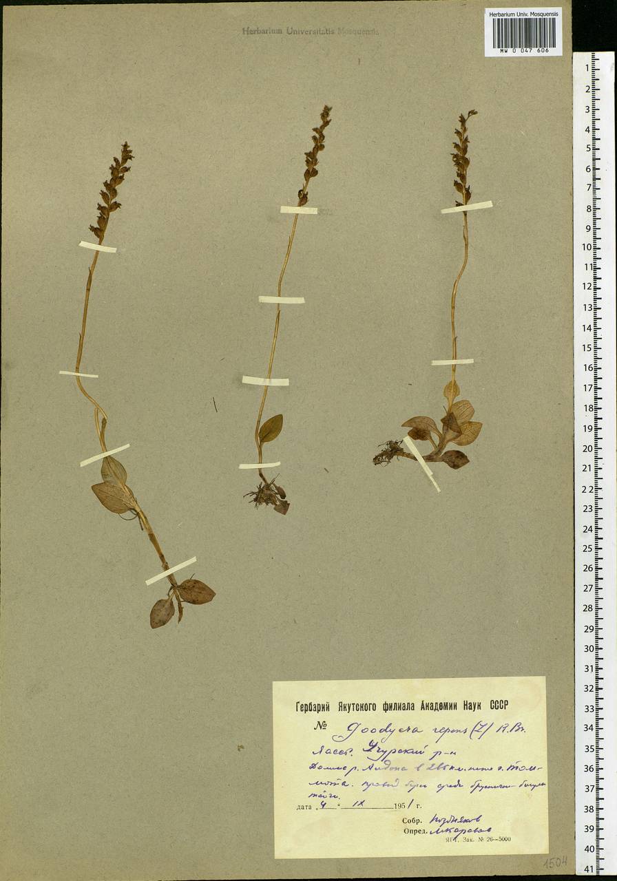 Goodyera repens (L.) R.Br., Siberia, Yakutia (S5) (Russia)