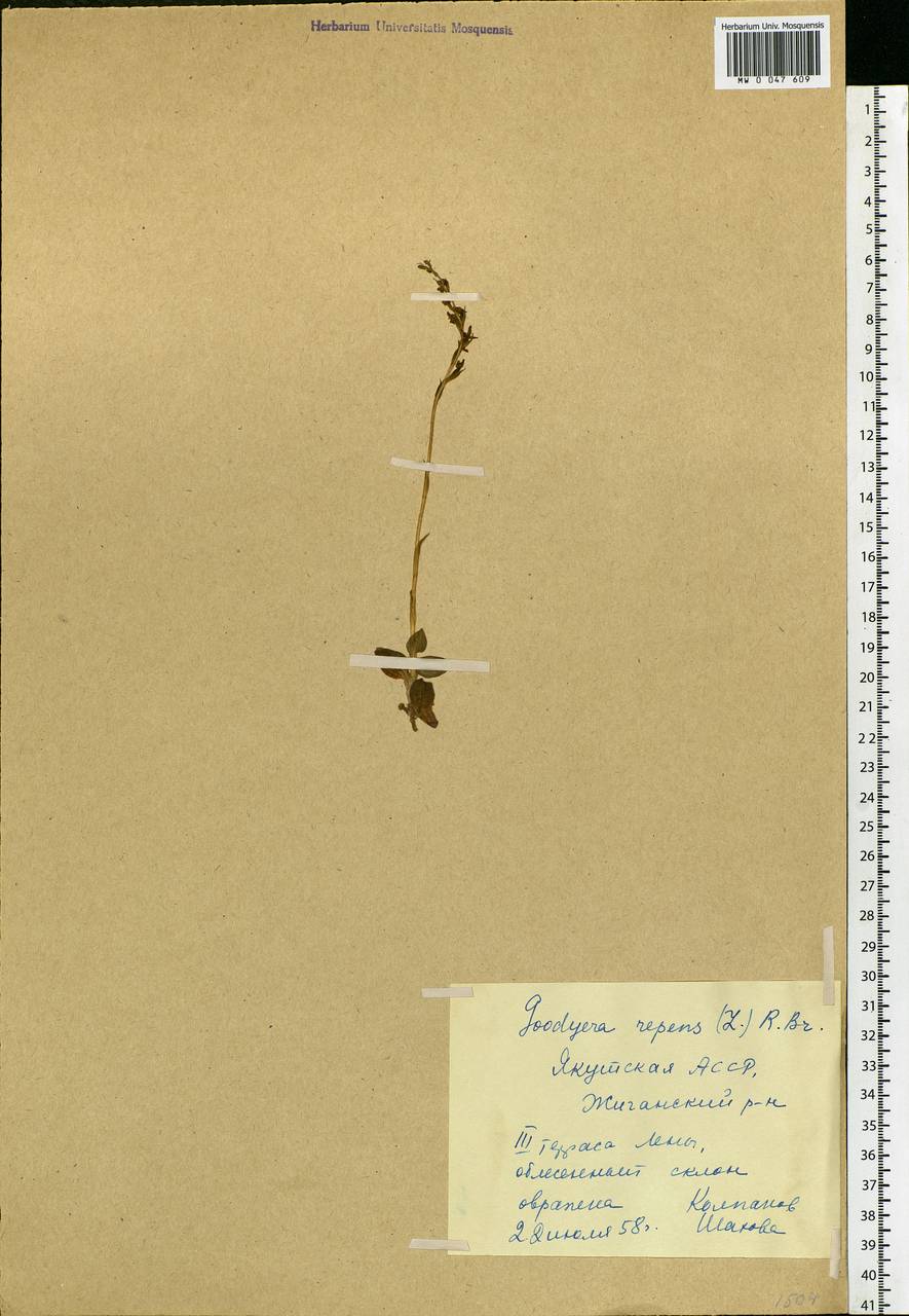 Goodyera repens (L.) R.Br., Siberia, Yakutia (S5) (Russia)