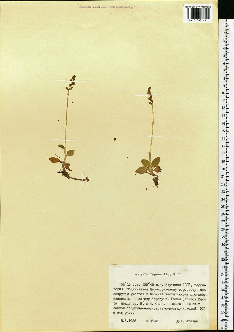 Goodyera repens (L.) R.Br., Siberia, Yakutia (S5) (Russia)