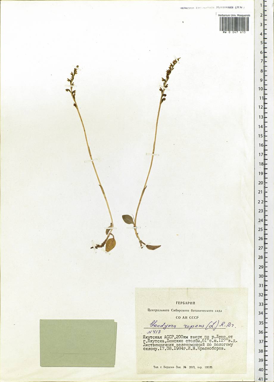 Goodyera repens (L.) R.Br., Siberia, Yakutia (S5) (Russia)